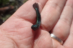 Stiphodon