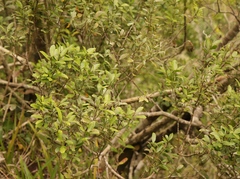 Maytenus undata
