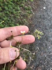 Ranunculus subrigidus