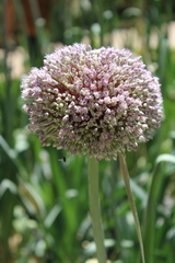 Allium ampeloprasum