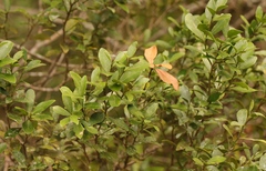 Maytenus undata