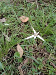 Rhynchospora nervosa