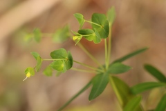 Euphorbia kraussiana