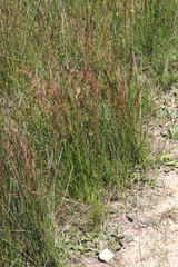 Schoenus brevifolius