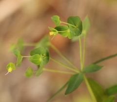 Euphorbia kraussiana