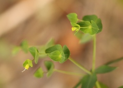 Euphorbia kraussiana