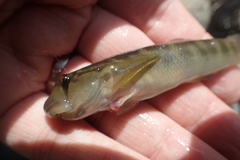 Sicyopterus