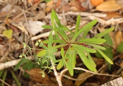Euphorbia kraussiana