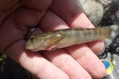 Sicyopterus