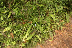 Aristea ensifolia