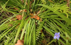 Aristea ensifolia