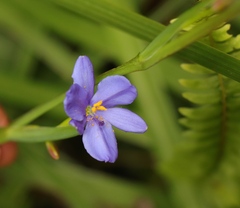 Aristea ensifolia