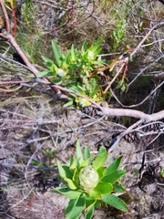 Leucadendron