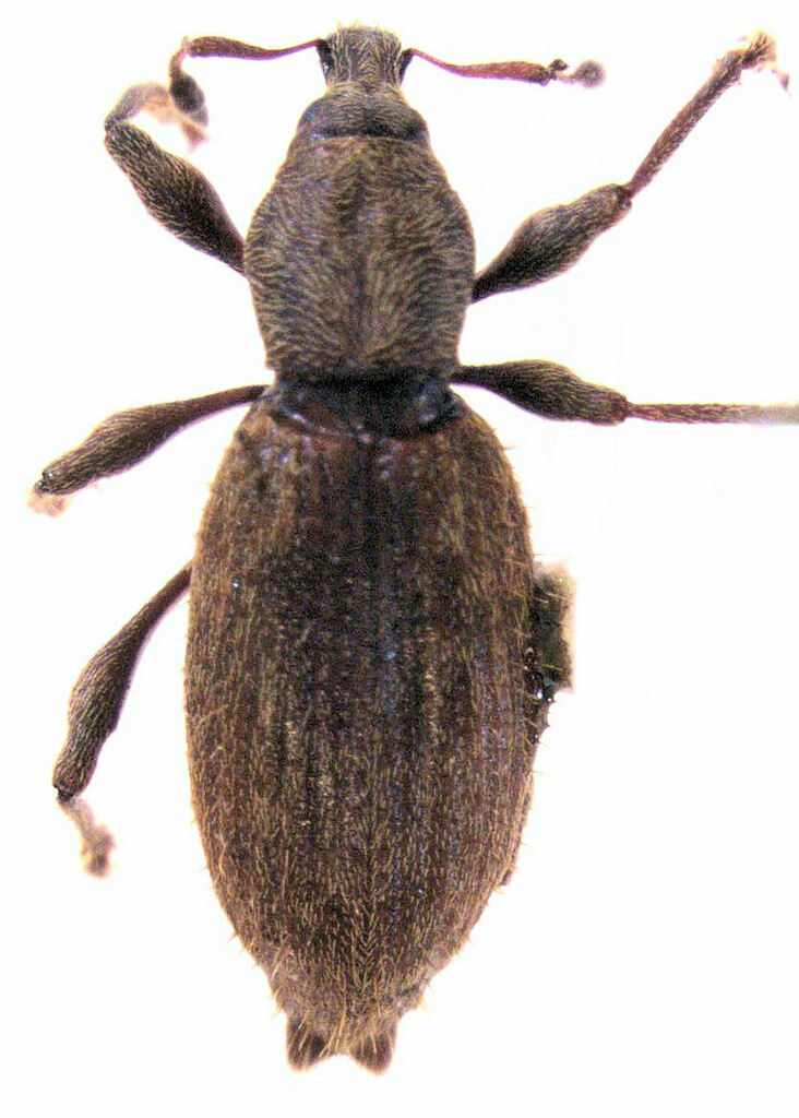 Gromilus veneris