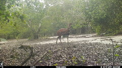 Tragelaphus scriptus