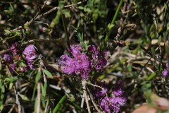 Melaleuca thymifolia