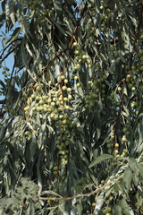 Elaeagnus angustifolia