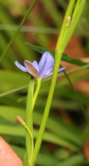 Aristea ensifolia