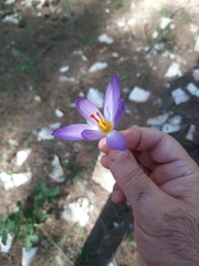 Crocus thomasii
