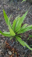 Furcraea