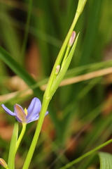 Aristea ensifolia