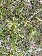 Cyperus pilosus
