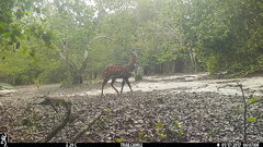 Tragelaphus scriptus