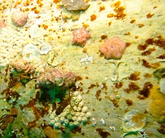 Meridiastra atyphoida