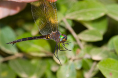 Somatochlora linearis