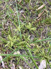 Cyperus pilosus