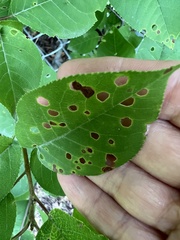 Xanthomonas