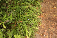Aristea ensifolia