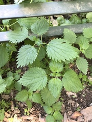 Urtica membranacea
