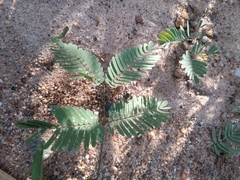 Mimosa quadrivalvis