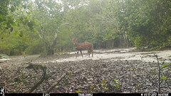 Tragelaphus scriptus