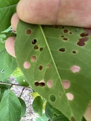 Xanthomonas
