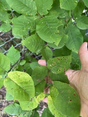 Xanthomonas
