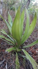 Furcraea