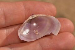 Austromactra contraria