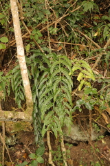 Asplenium flexuosum