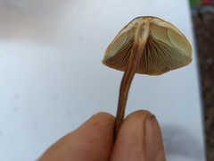 Hypholoma marginatum