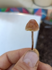 Hypholoma marginatum