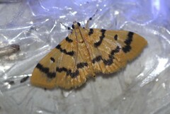 Dichocrocis clytusalis