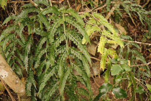 Asplenium laciniatum observed 2022-10-28