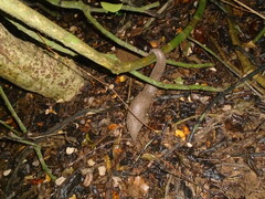 Phataginus tricuspis