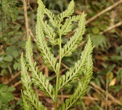 Asplenium flexuosum