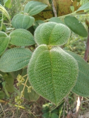 Miconia crenata