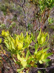 Leucadendron