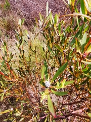 Leucadendron