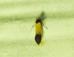 Merocroca automima